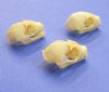1-3/8 to 1-1/2 inches  Wholesale Lesser Short-Nosed Fruit Bat Skulls for Sale, Cynopterus brachyotis - Pack of 7 @ $14.40 each 