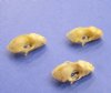 1-1/4 to 1-3/8 inches Wholesale Real Diadem Leaf-Nosed Bat Skulls for Sale, Hipposideros diadema - Pack of 7 @ $14.40 each