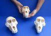 Female Chacma Baboon Skulls <font color=red> Wholesale</font> 6-1/2 to 7 inches - $210.00 each; 3 @ $189.00 each (CITES #084969) 