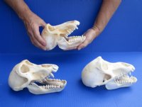 Female Chacma Baboon Skulls <font color=red> Wholesale</font> 6-1/2 to 7 inches - $145.00 each (CITES #302309)