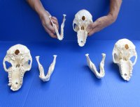 Female Chacma Baboon Skulls <font color=red> Wholesale</font> 6-1/2 to 7 inches - $145.00 each (CITES #302309)
