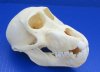 4-1/4 to 5-3/4 inches <font color=red> Wholesale</font> Juvenile Chacma Baboon Skull for Sale - Pack of 1 @ $124.99 each