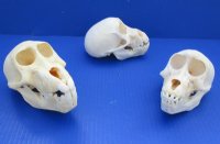 Juvenile Chacma Baboon Skull, 4-1/4 to 5-3/4 inches <font color=red> Wholesale</font>  - $164.99 (CITES #P-000044854)