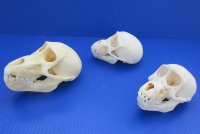 Juvenile Chacma Baboon Skull, 4-1/4 to 5-3/4 inches <font color=red> Wholesale</font>  - $164.99 (CITES #P-000044854)