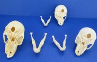 Juvenile Chacma Baboon Skulls <font color=red> Wholesale</font> 4-1/4 to 5-3/4 inches - 3 @ $148 each (Delivery Signature Required) CITES #P-000044854