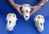 8 to 9-1/2 inches Wholesale Real Male Baboon Skull for Sale - You will receive one that looks <font color=red> Similar </font> to those pictured for $275.00
