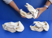 Real Male Chacma Baboon Skull <font color=red> Wholesale</font> $359.99 each (Delivery Signature Required) CITES #P-000044854