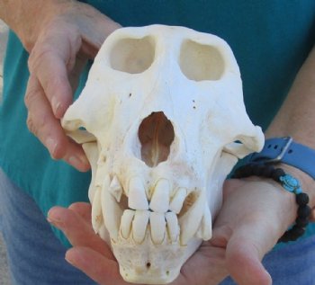 Real Male Chacma Baboon Skull <font color=red> Wholesale</font> $359.99 each (Delivery Signature Required) CITES #P-000044854