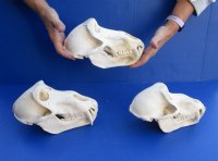 Real Male Chacma Baboon Skull <font color=red> Wholesale</font> $359.99 each (Delivery Signature Required) CITES #P-000044854