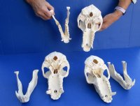Real Male Chacma Baboon Skull <font color=red> Wholesale</font> $359.99 each (Delivery Signature Required) CITES #P-000044854