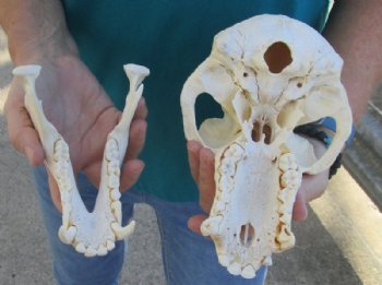 Real Male Chacma Baboon Skull <font color=red> Wholesale</font> $359.99 each (Delivery Signature Required) CITES #P-000044854
