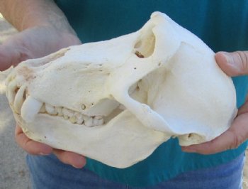 Real Male Chacma Baboon Skull <font color=red> Wholesale</font> $359.99 each (Delivery Signature Required) CITES #P-000044854