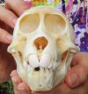 5-1/2 to 6-1/2 inches Real Sub Adult Chacma Baboon Skulls Wholesale - Pack of 1 @ $125 each; Pack of 3 @ $111 each (CITES #251209)