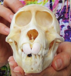 Real Sub Adult Chacma Baboon Skulls <font color=red> Wholesale</font> 5-1/2 to 6-1/2 inches - $135.00 each (CITES 302309):