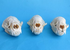 Badger Skulls