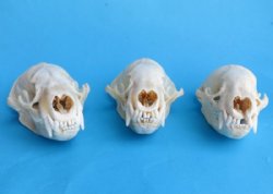 Real Badger Skull - Buy a Similar One for $64.99