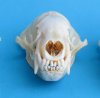 Real North American Badger Skull for Sale  4 to 4-3/4 inches - Pack of 1 @ $57.99