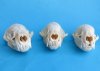 <font color=red> Wholesale</font> Real Badger Skulls for Sale, in Bulk  - Case of 3 @ $32.00 each