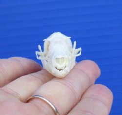  Indonesian Fruit Bat Skulls <font color=red> Wholesale</font> - 6 @ $18 each