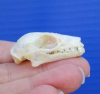 Real Fruit Bat Skull for Sale, Rousettus leschenaulti - $28.80