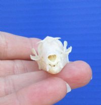  Indonesian Fruit Bat Skulls <font color=red> Wholesale</font> - 6 @ $18 each
