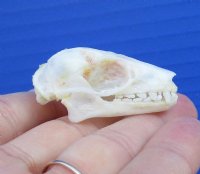 Real Fruit Bat Skull for Sale, Rousettus leschenaulti - $28.80