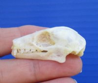  Indonesian Fruit Bat Skulls <font color=red> Wholesale</font> - 6 @ $18 each