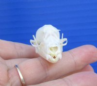  Indonesian Fruit Bat Skulls <font color=red> Wholesale</font> - 6 @ $18 each