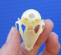  Indonesian Fruit Bat Skulls <font color=red> Wholesale</font> - 6 @ $18 each