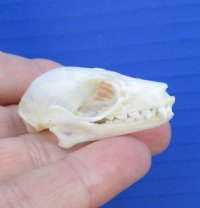 Real Fruit Bat Skull for Sale, Rousettus leschenaulti - $28.80