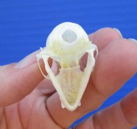  Indonesian Fruit Bat Skulls <font color=red> Wholesale</font> - 6 @ $18 each