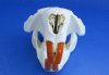 <font color=red>Wholesale Grade A</font> American Beaver Skulls for Sale - Pack of 4 @ $29.00 each; Pack of 6 @ $26.00 each