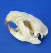 4-1/2 to 5-1/2 inches  Wholesale Damaged North American Beaver Skulls for Sale, Number 2 Quality - Case of 6 @ $16.00 each