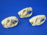 4-1/2 to 5-1/2 inches Craft Grade Beaver Skulls  <font color=red> Wholesale</font> - 6 @ $16.00 each