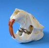 <font color=red>Wholesale</font> North American Beaver Skull for Sale 4-1/2 to 5-1/2 inches -  Pack of 5 @ $21.00 each  