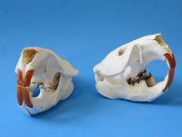 American Beaver Skull for Sale - $37.50 each