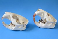 American Beaver Skulls <font color=red> Wholesale</font> 4-1/2 to 5-1/2 inches - 4 @ $25 each