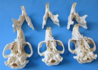 American Beaver Skulls <font color=red> Wholesale</font> 4-1/2 to 5-1/2 inches - 4 @ $25 each