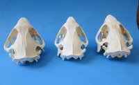 American Beaver Skulls <font color=red> Wholesale</font> 4-1/2 to 5-1/2 inches - 4 @ $25 each