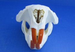 Grade A Beaver Skulls <font color=red> Wholesale</font> - 4 @ $29.00 each; 6 @ $26.00 each