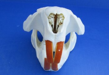 Grade A Beaver Skull for Sale $38.99