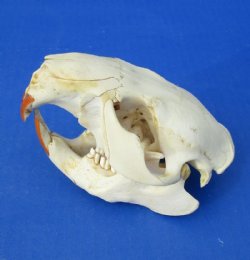 4-1/2 to 5-1/2 inches Craft Grade Beaver Skulls  <font color=red> Wholesale</font> - 6 @ $16.00 each