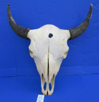 Bison Skull,