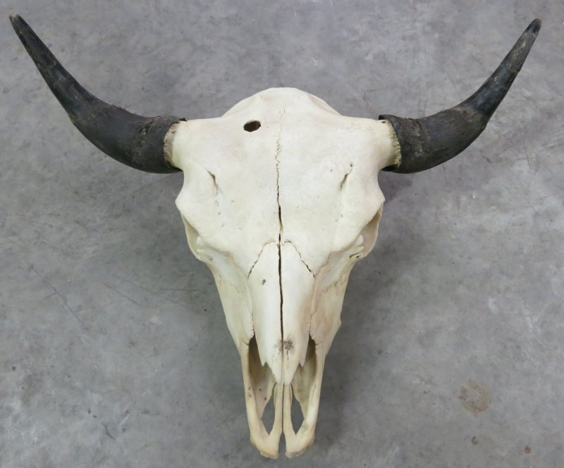 Wholesale American Bison Skulls, Buffalo Skulls for Sale 105