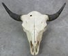 Wholesale Bison Skulls, Buffalo Skull and Horns 23 to 27 inches Horn Spread - $135.00 (You will receive one that looks <font color=red> Similar </font> to those pictured)