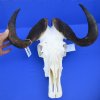 <font color=red>Wholesale</font> Male Black Wildebeest Skull and Horns 16 inches wide and over - $99.99 each 