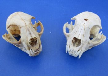 North American Bobcat Skull, Lynx Skull, 3-1/2 to 4-1/2 inches <font color=red> Wholesale - Damaged Grade B Quality</font> - 3 @ $39.00 each 
