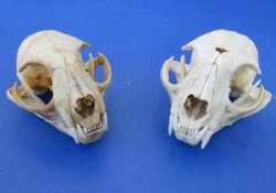 North American Bobcat Skull, Lynx Skull, 3-1/2 to 4-1/2 inches <font color=red> Wholesale - Damaged Grade B Quality</font> - 3 @ $39.00 each 