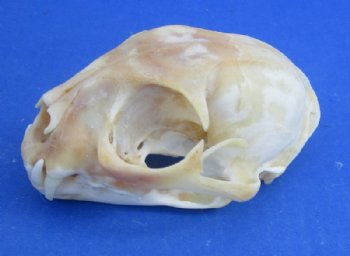 North American Bobcat Skull, Lynx Skull, 3-1/2 to 4-1/2 inches <font color=red> Wholesale - Damaged Grade B Quality</font> - 3 @ $39.00 each 