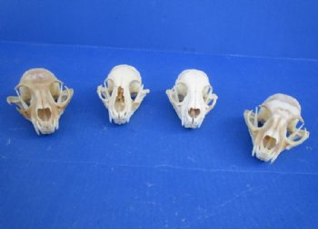 North American Bobcat Skull, Lynx Skull, 3-1/2 to 4-1/2 inches <font color=red> Wholesale - Damaged Grade B Quality</font> - 3 @ $39.00 each 